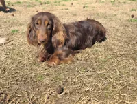 Cheryl, a female Miniature Dachshund for sale in Disputanta, VA – 7 of 7