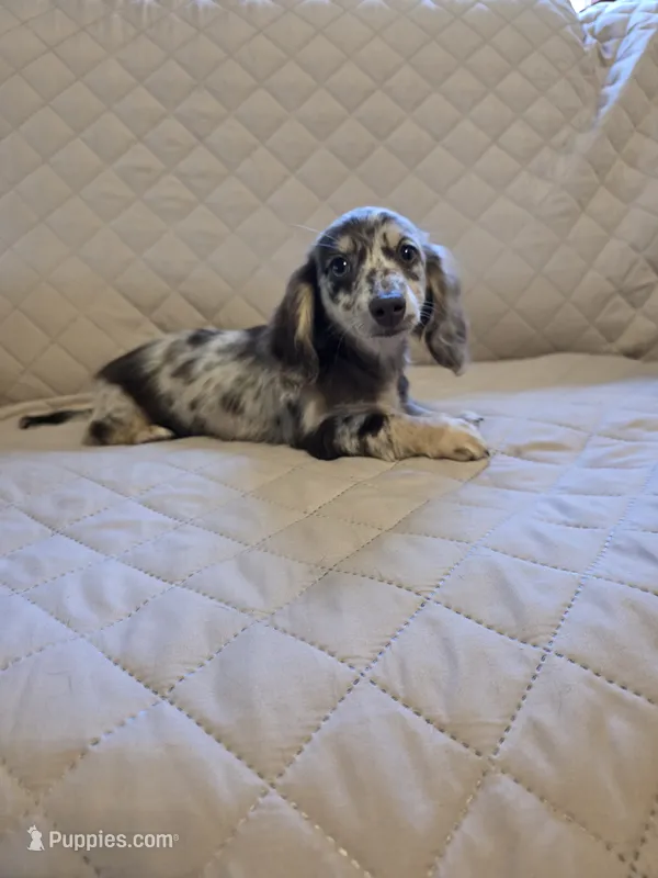 Dottie, a female Miniature Dachshund for sale in Disputanta, VA – 1 of 2