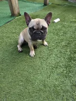 Wendy, a female French Bulldog for sale in Disputanta, VA – 2 of 3