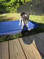 Wally, a female French Bulldog for sale in Disputanta, VA – Photo 3 of 5