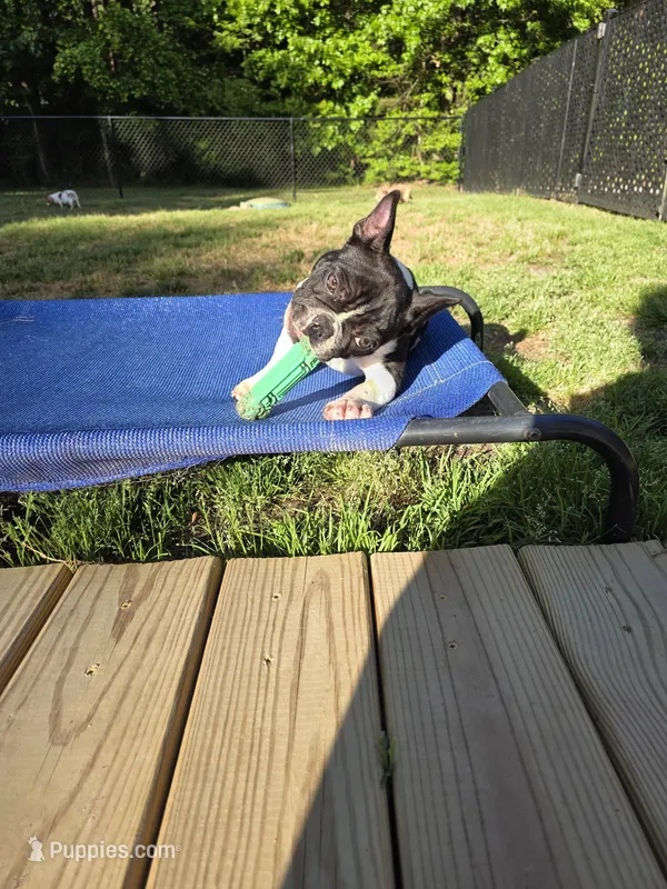 Wally – French Bulldog puppy for sale in Disputanta, VA