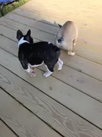 Wally, a female French Bulldog for sale in Disputanta, VA – Photo 2 of 5