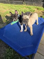 Wally, a female French Bulldog for sale in Disputanta, VA – Photo 4 of 5