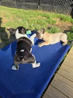 Wally, a female French Bulldog for sale in Disputanta, VA – Photo 5 of 5