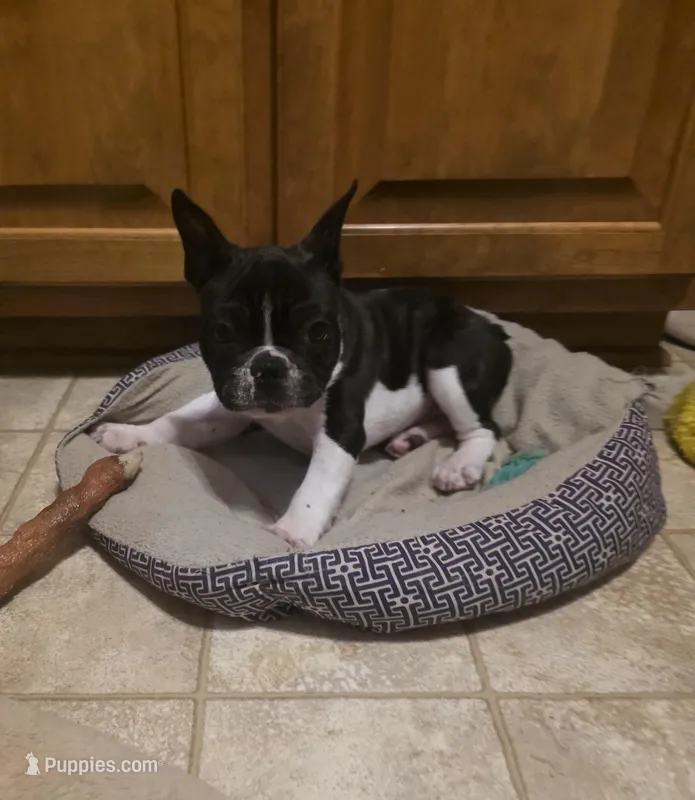 Wally – French Bulldog puppy for sale in Disputanta, VA