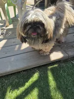 Holly, a female Shih Tzu for sale in Disputanta, VA – 3 of 3