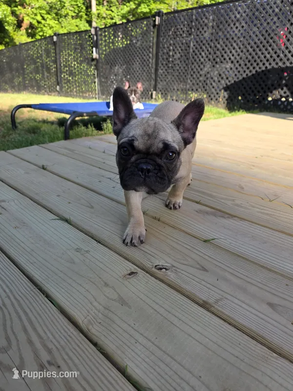 Wendy – French Bulldog puppy for sale in Disputanta, VA