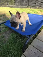 Wendy, a female French Bulldog for sale in Disputanta, VA – Photo 2 of 3