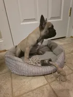 Wendy, a female French Bulldog for sale in Disputanta, VA – 2 of 5