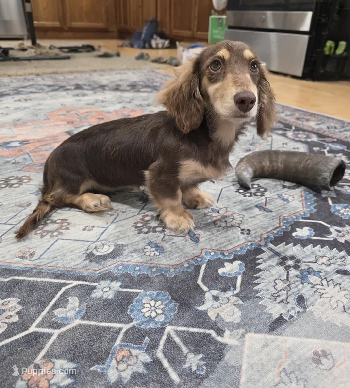 Mallory – Miniature Dachshund puppy for sale in Disputanta, VA