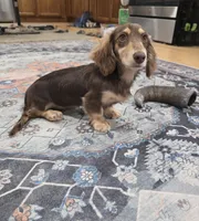 Mallory, a female Miniature Dachshund for sale in Disputanta, VA – 1 of 3
