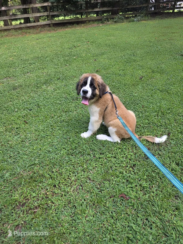 Cece-akc – Saint Bernard puppy for sale in Disputanta, VA