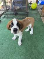 Bubba, a male Saint Bernard for sale in Disputanta, VA – 4 of 4