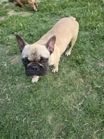 Wendy, a female French Bulldog for sale in Disputanta, VA – 5 of 5