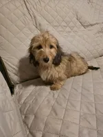 Maple, a female Miniature Dachshund for sale in Disputanta, VA – 2 of 3