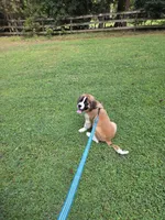 Cece-akc, a female Saint Bernard for sale in Disputanta, VA – 3 of 3