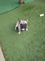 Wendy, a female French Bulldog for sale in Disputanta, VA – 3 of 3