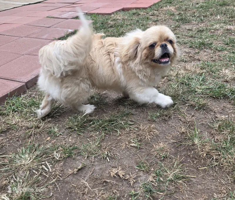 Maurice – Pekingese puppy for sale in Disputanta, VA