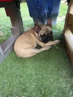 Wendy, a female French Bulldog for sale in Disputanta, VA – 4 of 5