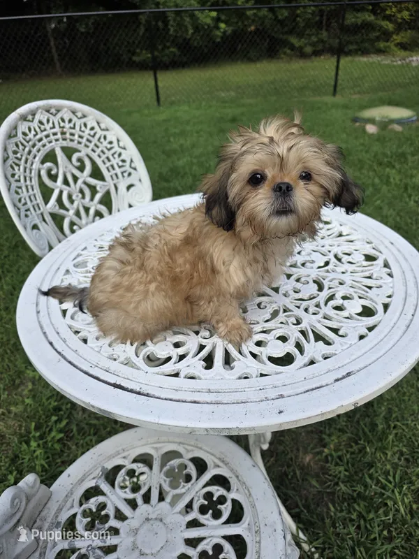 Frank – Shih Tzu puppy for sale in Disputanta, VA
