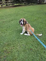 Cece, a female Saint Bernard for sale in Disputanta, VA – 2 of 2