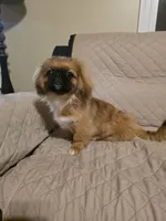 Sherry, a female Pekingese for sale in Disputanta, VA – 2 of 3