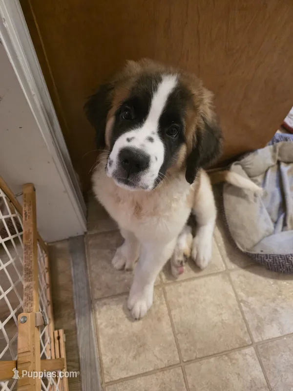 Cece – Saint Bernard puppy for sale in Disputanta, VA