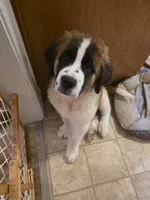 Cece, a female Saint Bernard for sale in Disputanta, VA – 1 of 2