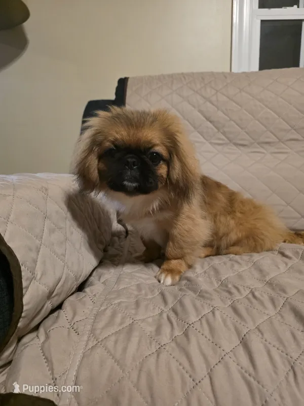 Sherry – Pekingese puppy for sale in Disputanta, VA
