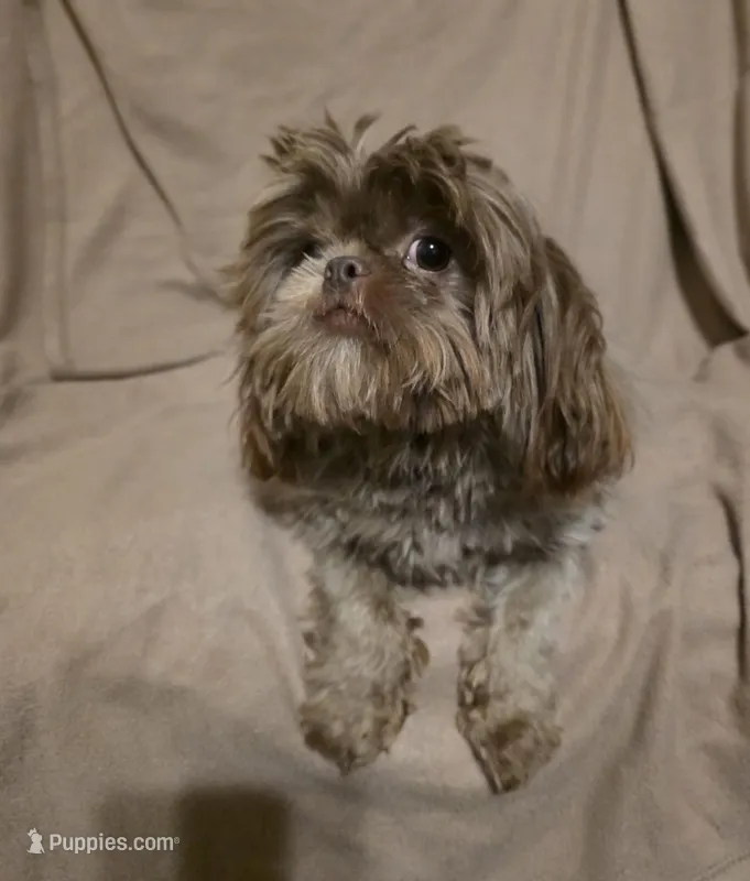 Tammy – Shih Tzu puppy for sale in Disputanta, VA