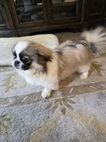 Benji, a male Pekingese for sale in Disputanta, VA – 3 of 3