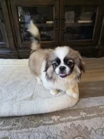 Benji, a male Pekingese for sale in Disputanta, VA – 2 of 3