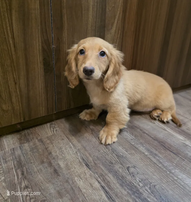 Cheryl – Miniature Dachshund puppy for sale in Disputanta, VA