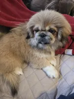Shirley, a female Pekingese for sale in Disputanta, VA – Photo 3 of 4