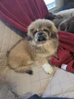 Shirley, a female Pekingese for sale in Disputanta, VA – Photo 2 of 4