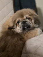 Shirley, a female Pekingese for sale in Disputanta, VA – Photo 4 of 4