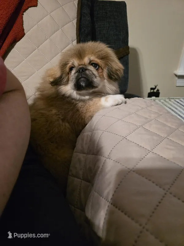 Shirley – Shih Tzu puppy for sale in Disputanta, VA