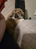 Shirley, a female Pekingese for sale in Disputanta, VA – Photo 1 of 4