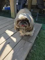 Holly, a female Shih Tzu for sale in Disputanta, VA – 2 of 3