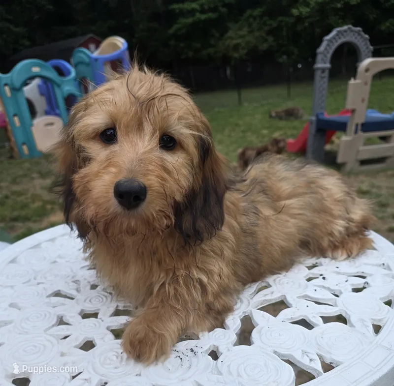 Maple – Miniature Dachshund puppy for sale in Disputanta, VA