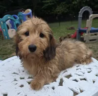 Maple, a female Miniature Dachshund for sale in Disputanta, VA – 1 of 3
