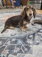 Mallory, a female Miniature Dachshund for sale in Disputanta, VA – 2 of 3