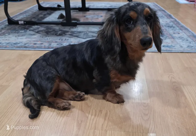 Nadine – Miniature Dachshund puppy for sale in Disputanta, VA