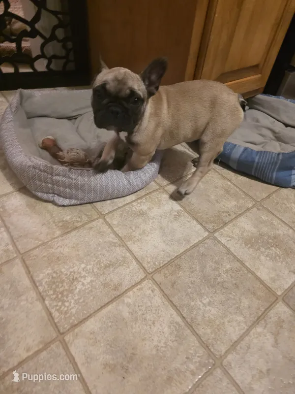 Wendy – French Bulldog puppy for sale in Disputanta, VA