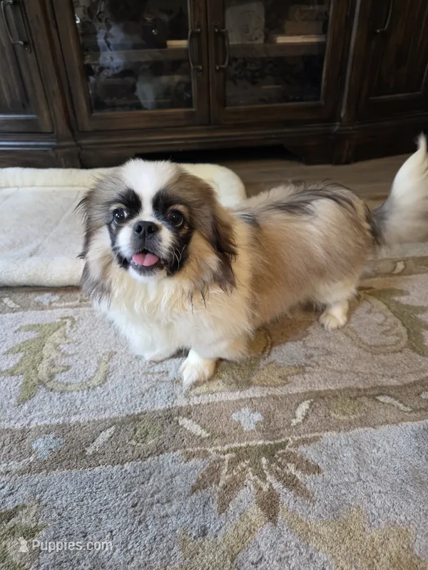 Benji – Pekingese puppy for sale in Disputanta, VA