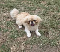 Maurice, a male Pekingese for sale in Disputanta, VA – 2 of 2