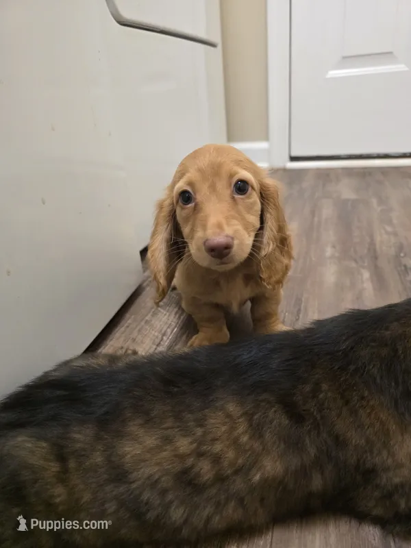 Cheryl – Miniature Dachshund puppy for sale in Disputanta, VA