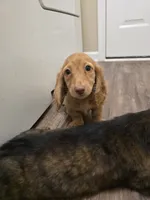 Cheryl, a female Miniature Dachshund for sale in Disputanta, VA – 1 of 7
