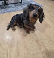 Nadine, a female Miniature Dachshund for sale in Disputanta, VA – 2 of 2