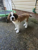 Bubba, a male Saint Bernard for sale in Disputanta, VA – 3 of 4